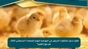 قفزة سعر الكتكوت الأبيض في البورصة اليوم الجمعة 1 أغسطس 2025.. كم بلغ التغير؟